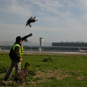 Hombre ayudando a volar a un gran ave