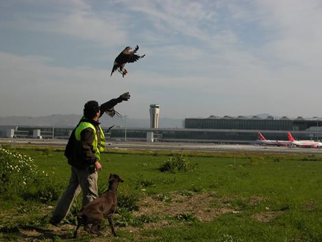 Hombre ayudando a volar a un gran ave
