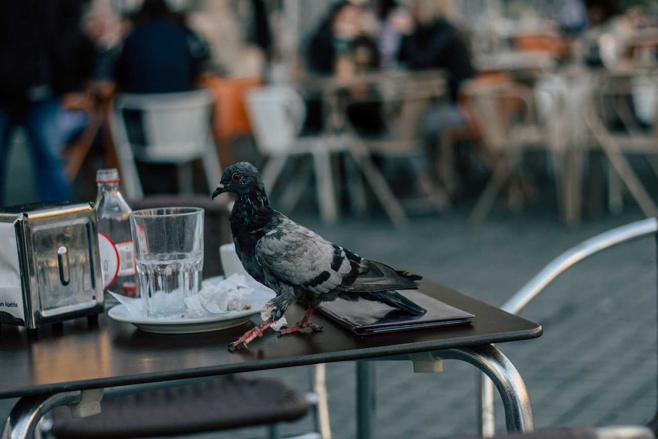 Control de aves en hoteles Málaga - Gestión de Fauna